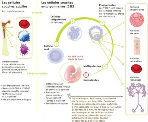 cellules souches (Institutdesbiothérapies.fr)